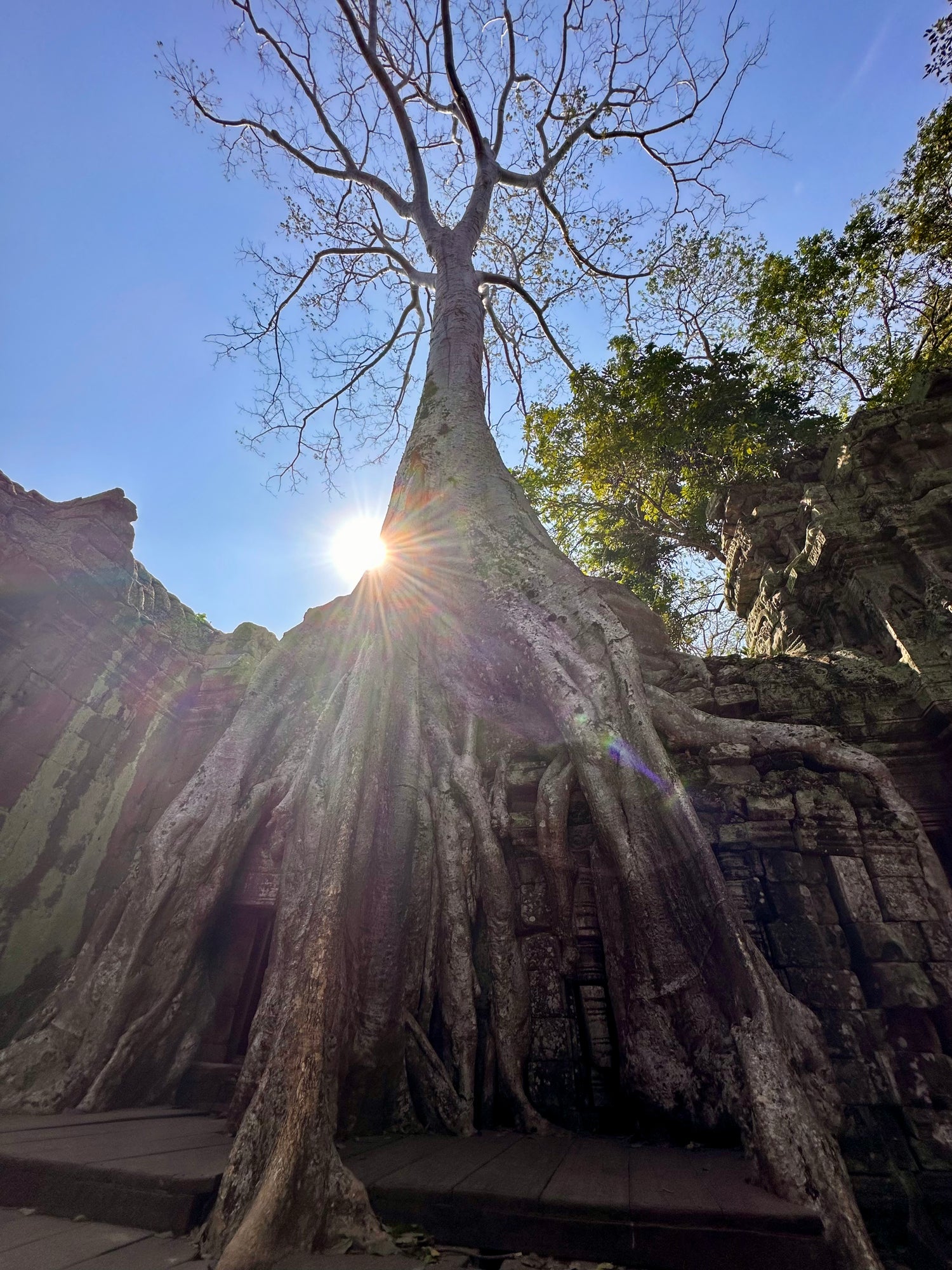 Large tree with sprawling roots over ancient stone ruins, sun shining through branches.